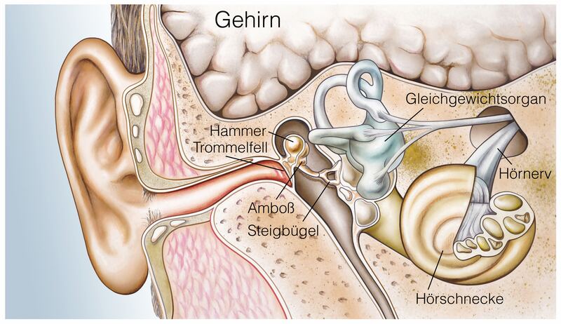 Anatomical illustration of the ear (German labels)
